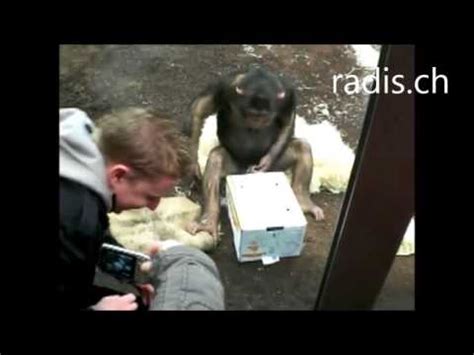 affe wichst|Masturbierender Affe (Zoo München) .